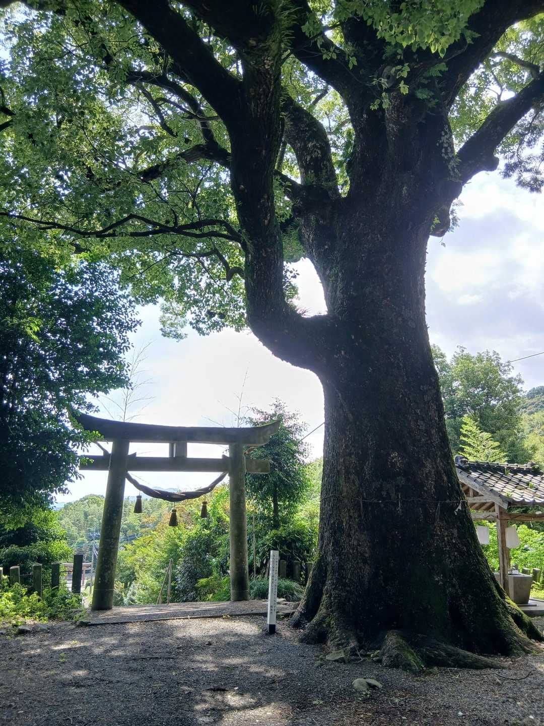 神園山-小山諏訪神社-小山山 周回コースの写真