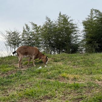 ヤギさん🐐
