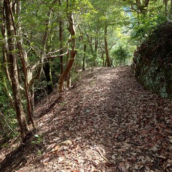 登ってきた山道に合流しました