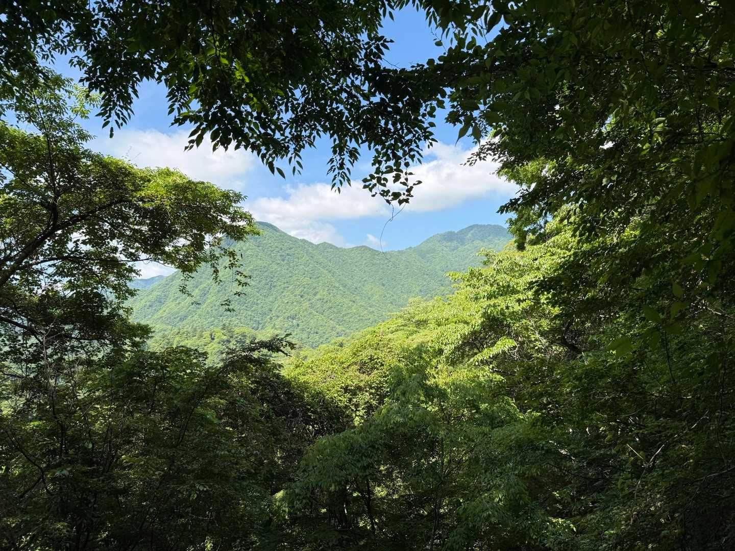 ツツジ新道-檜洞丸 往復コースの写真