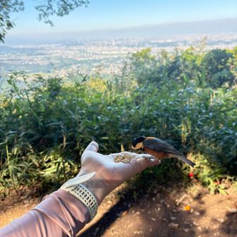 オカメインコの餌持ってきた