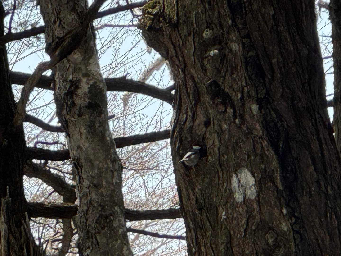 忙しなく穴の中に首を突っ込んでいた