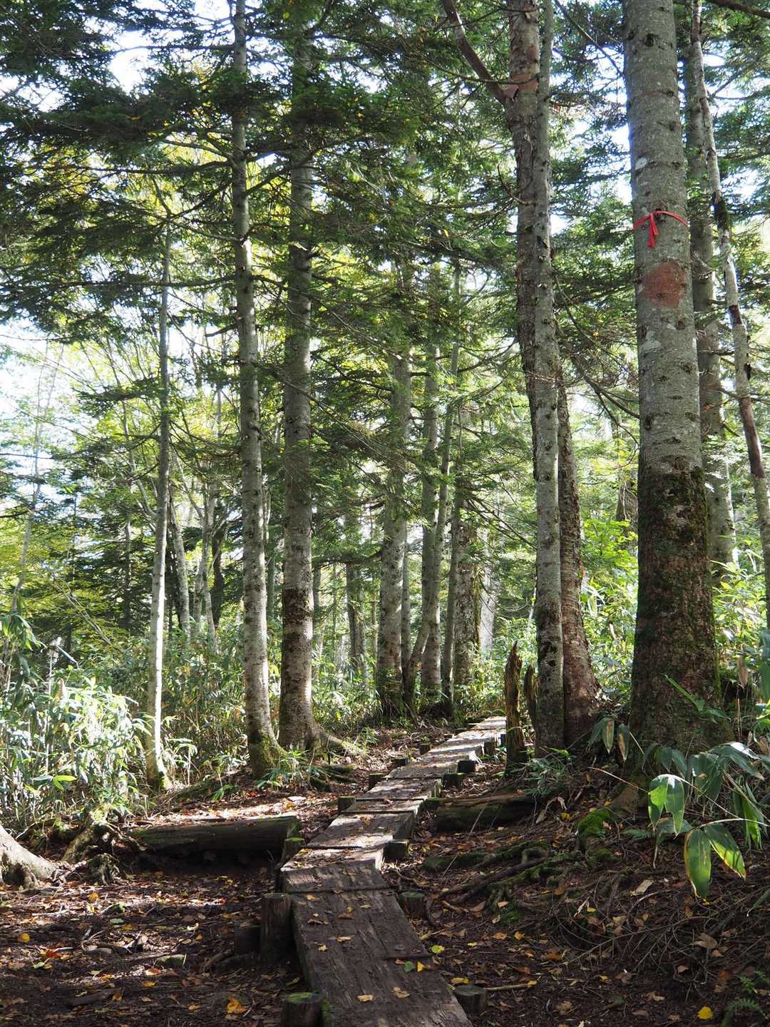 鳩待峠-横田代-中原山-アヤメ平 縦走コースの写真