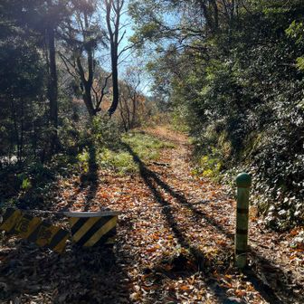 権現山の前に一瞬ロードを横切る。トラバース道は舗装路（落ち葉てんこ盛りだけど）