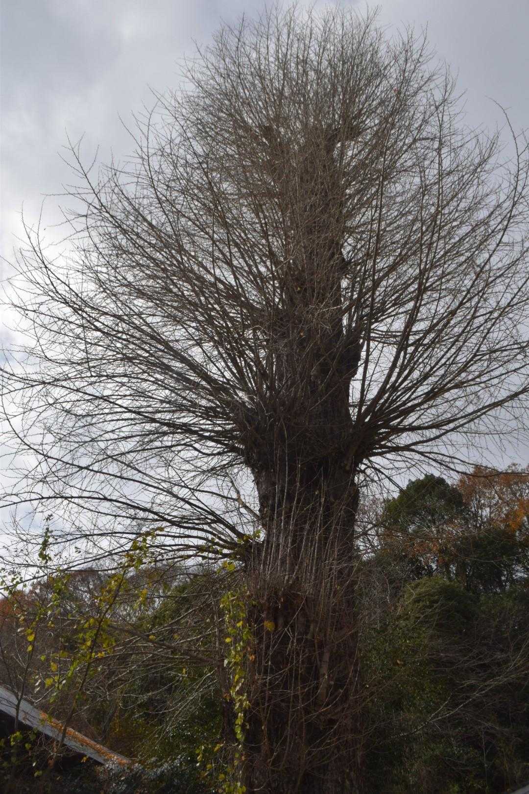 オオイチョウ