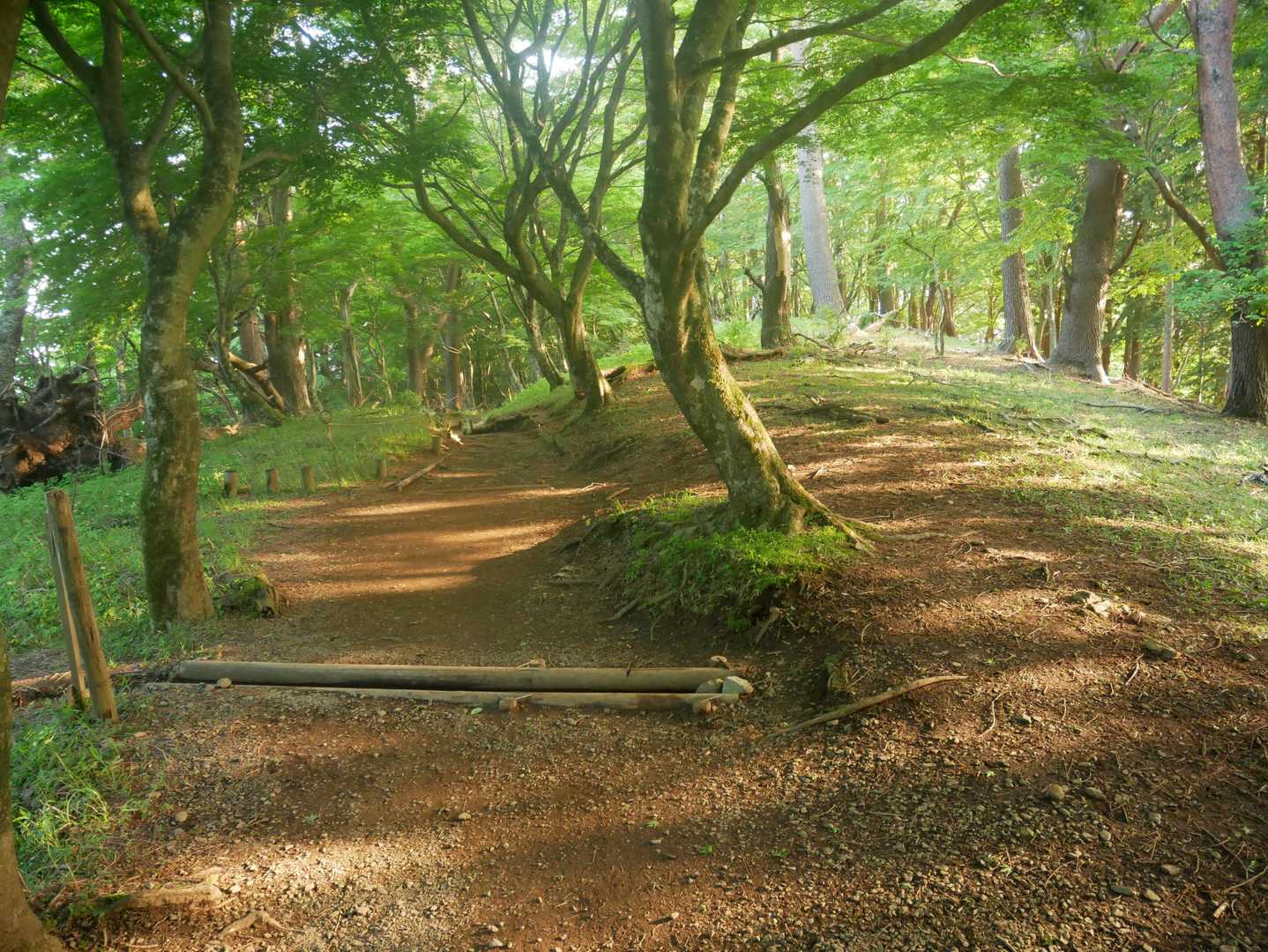 やわらかい日差しを駆け下りました。
この後，なんとか大倉バス停に１８時前に到着。
１．５リットルの水も途中で飲み干しますが，最後に水場があり，がぶ飲みして一気に回復しました。
お疲れさまでした！