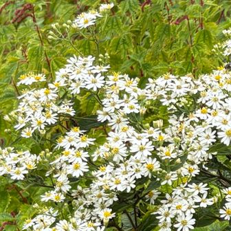 シロヨメナも至るところに咲いていました♪
ここの花が見頃🌼