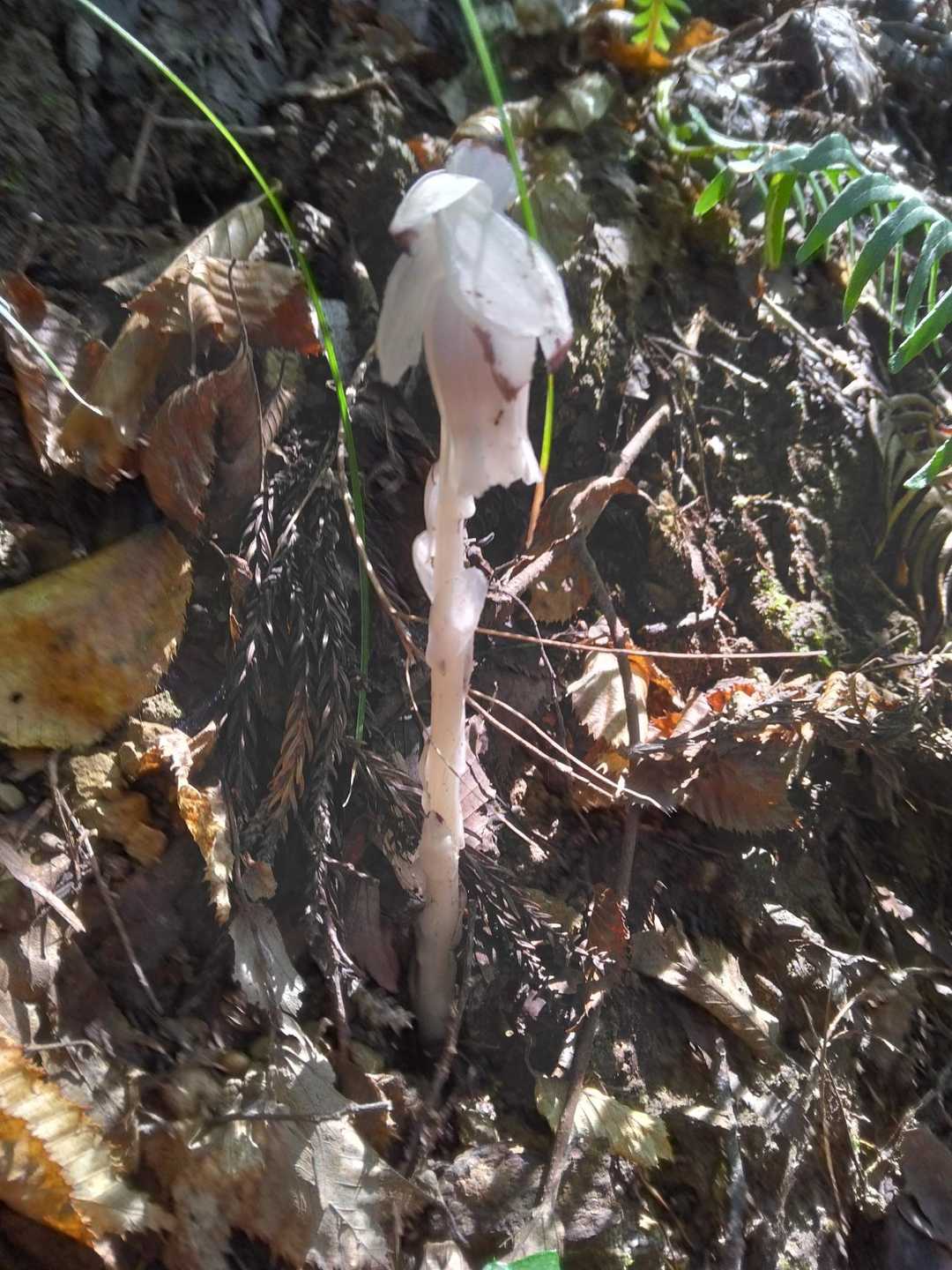 ギンリョウソウモドキ
