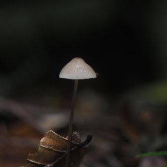 キノコ🍄‍🟫色々生えてた！
キレイな子だけ撮影