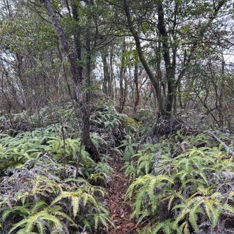 ちょいジャングル