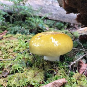🍄‍🟫