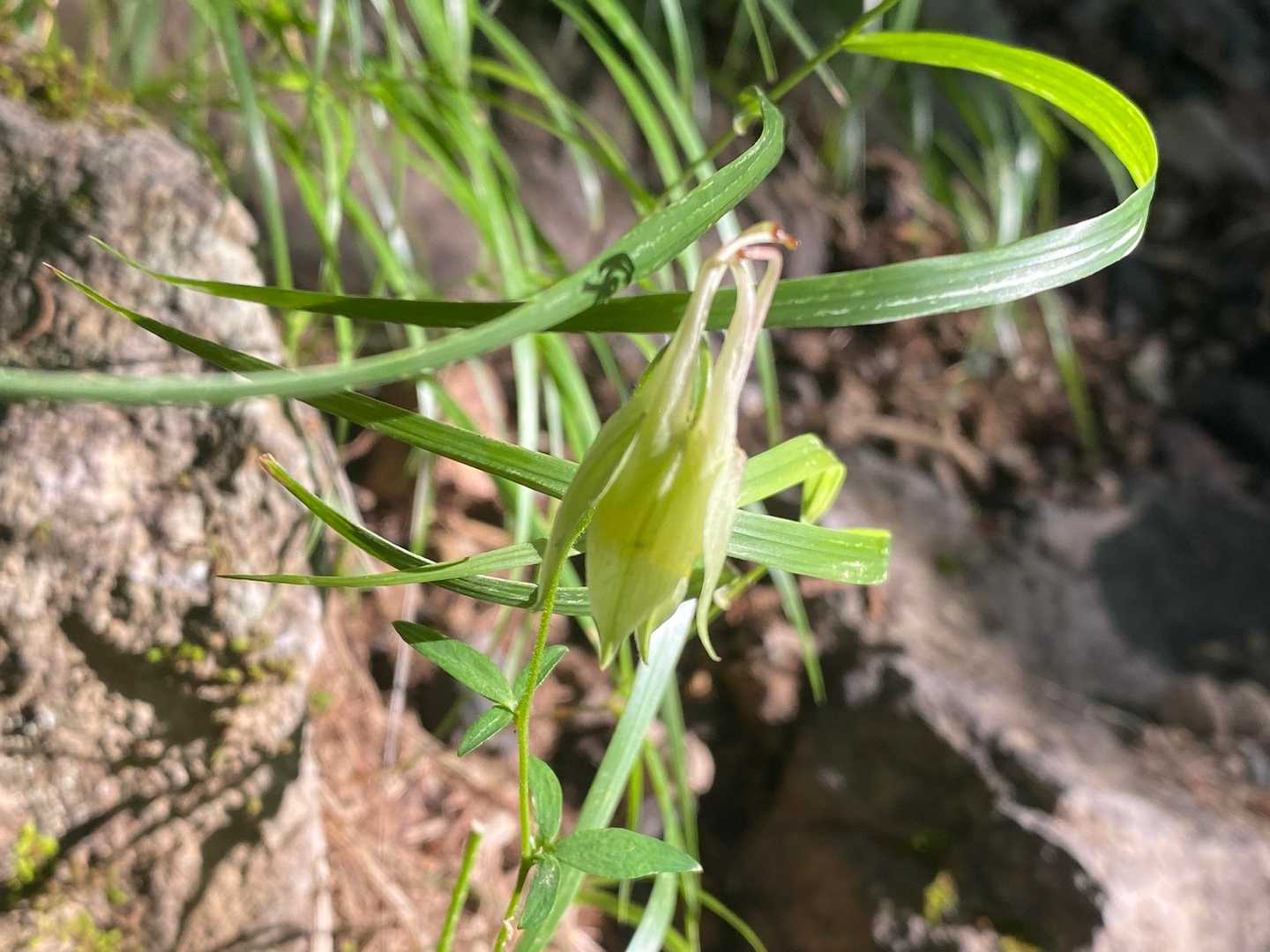 キバナノヤマオダマキかな