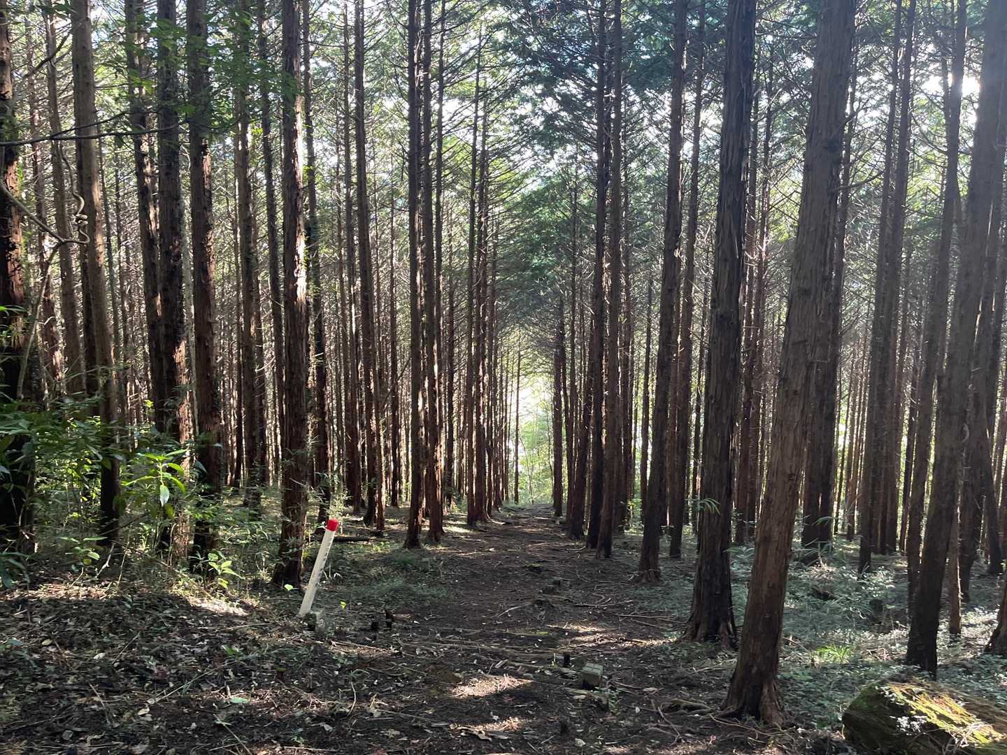 串川グラウンド前バス停-観音山-雨乞山 往復コースの写真
