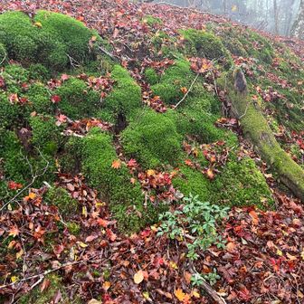 いろんな苔もふわふわ