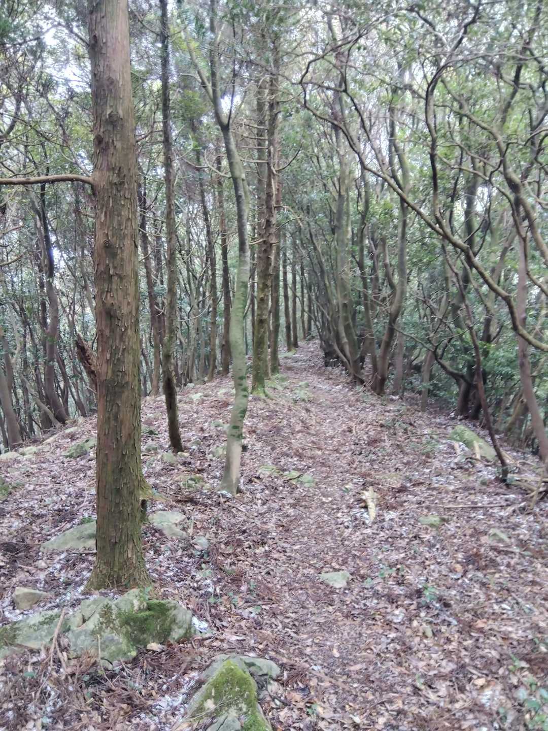 素晴らしい尾根歩き