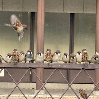 躍動感のある瞬間🪶