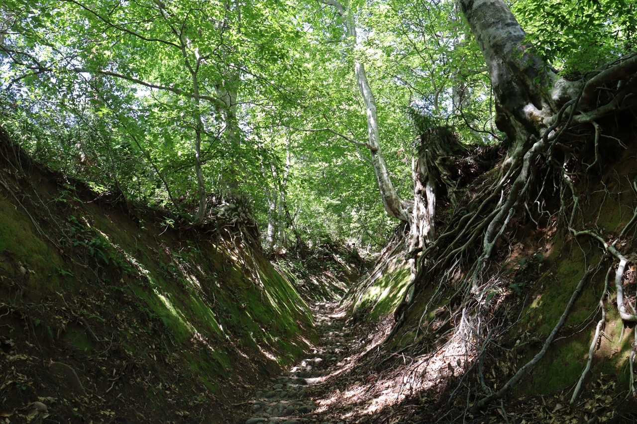 好きな道。暑いので半袖短パンで来たけど虫は大丈夫そう。