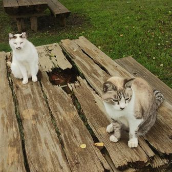 巾着田石碑すぐそばにネコ公園