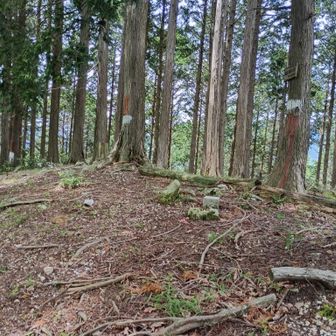 松宇土を引きで撮るとこんな感じ。奥に道が続いているようだけど、ピストンで戻ります。