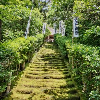長い歴史を感じさせる杉本寺の苔むした石段