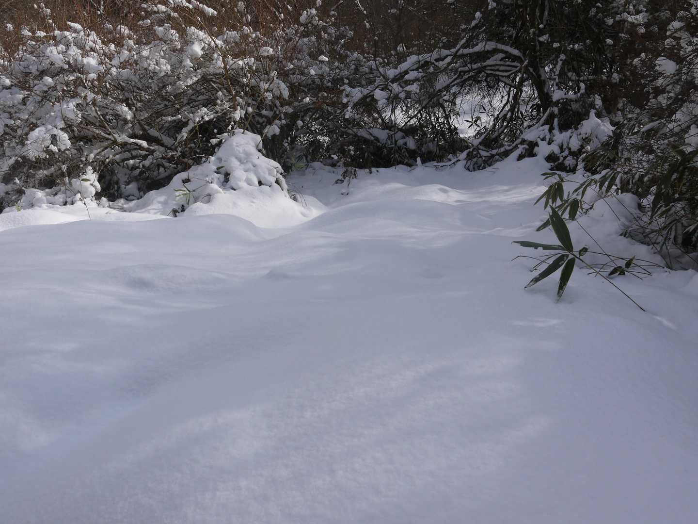 登山道の脇もフカフカして気持ち良さそう。