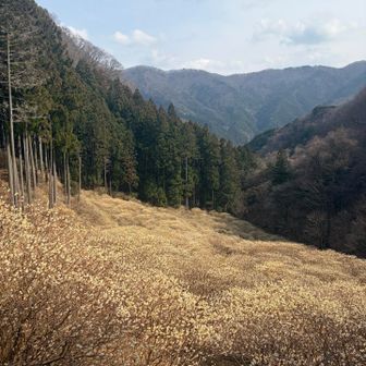 まだ五分咲きくらいかなー