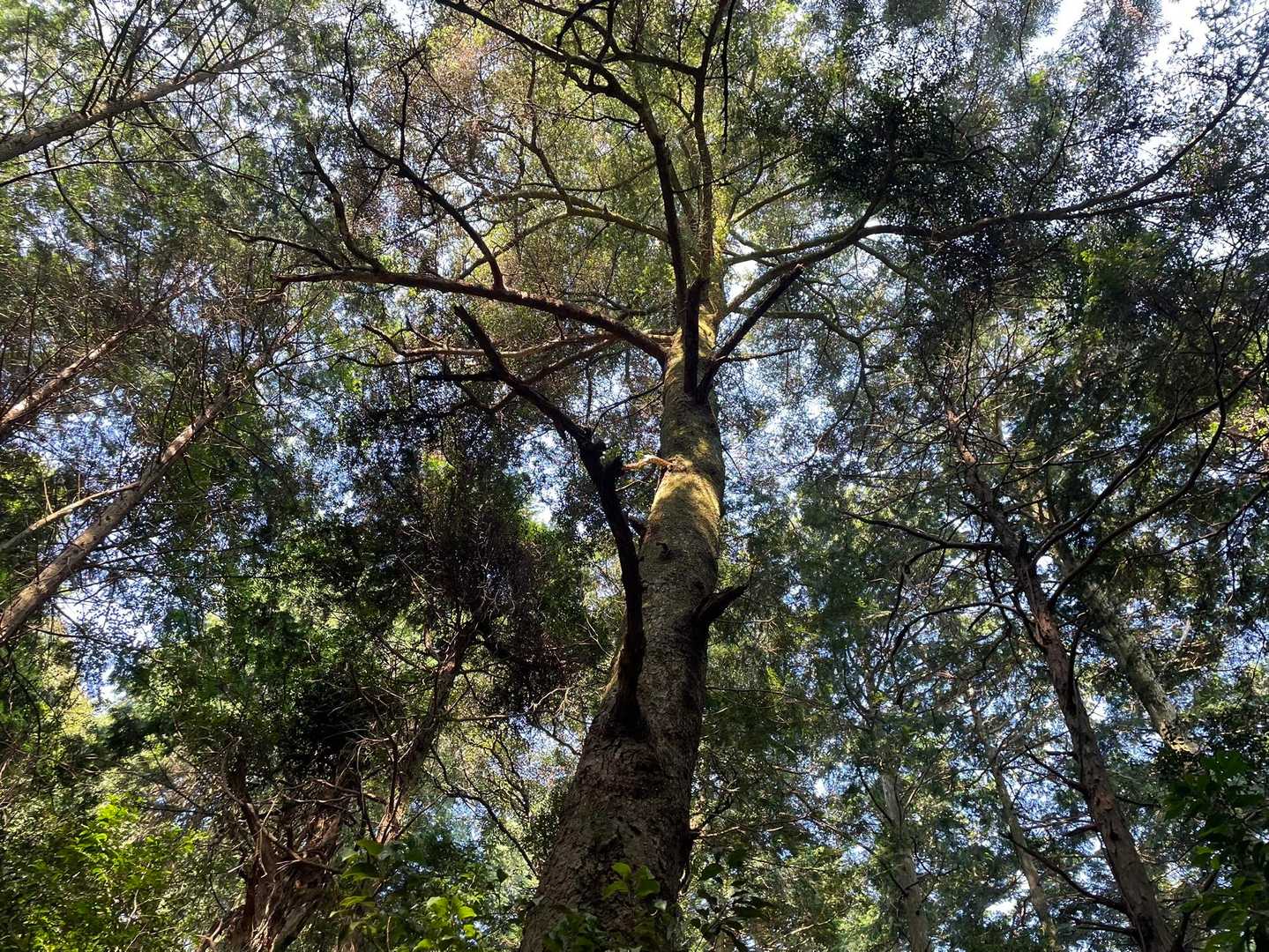 もみの木🌲
