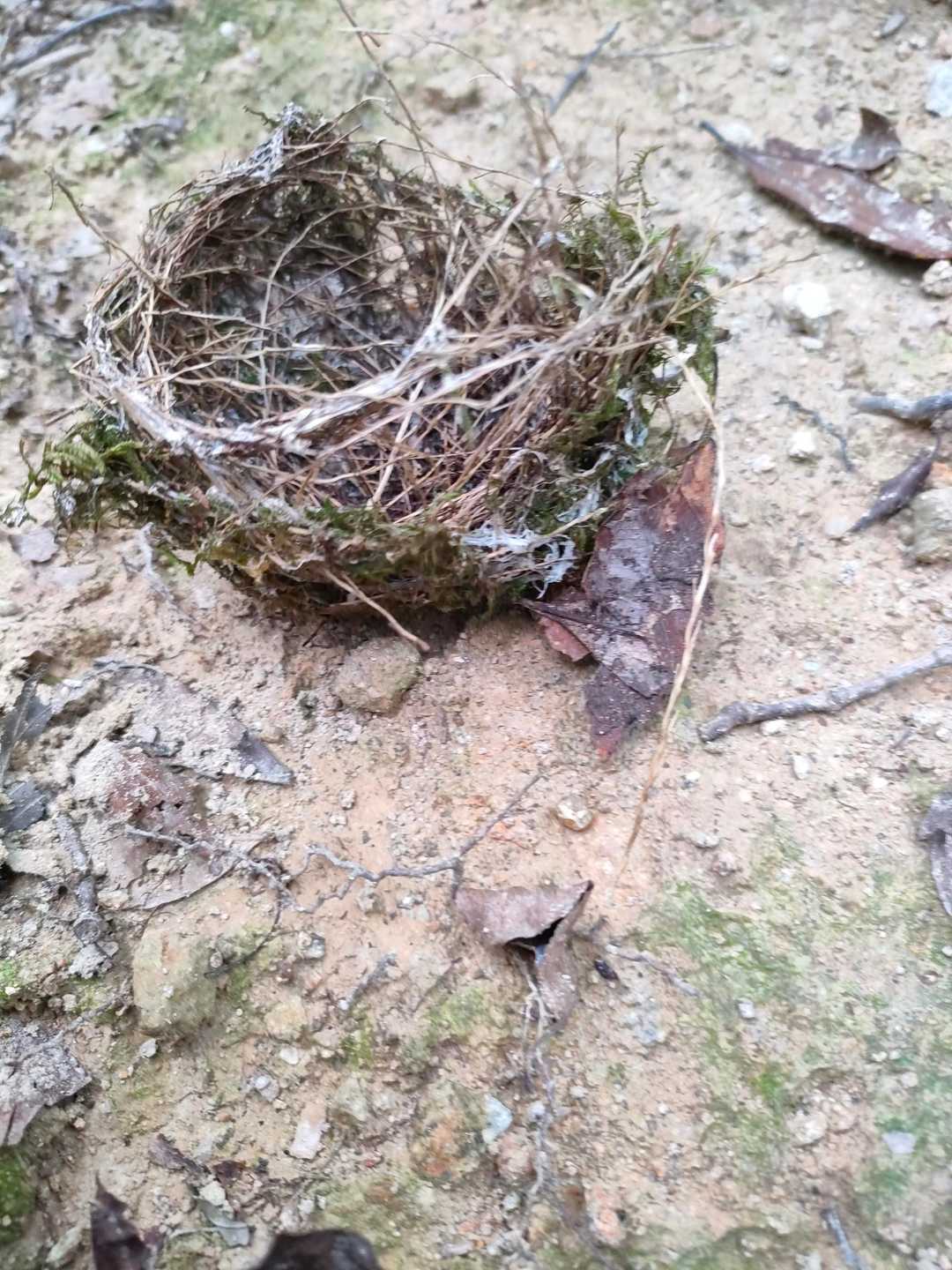 鳥の巣が落ちていました。
もう、ひなは巣立ったんだね🤗