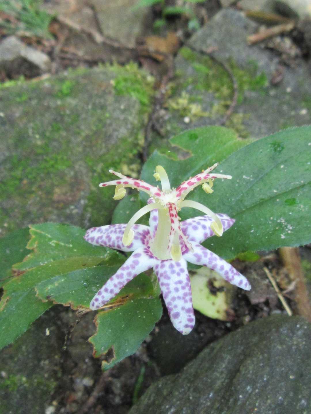 唯一満開🌼ホトトギス