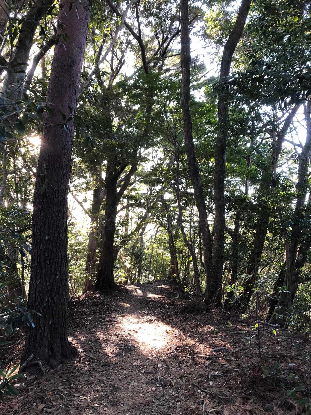 稜線からはほっとするコース