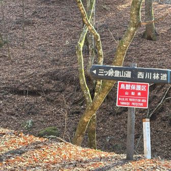 トイレ前のここが登山口です