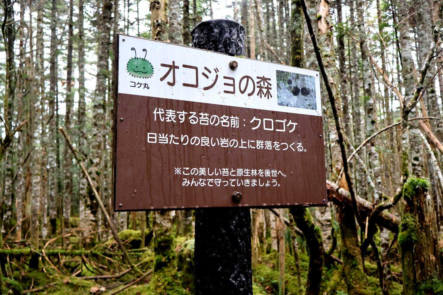 渋の湯バス停-渋ノ湯登山口-中山峠-東天狗岳-中山 周回コースの写真