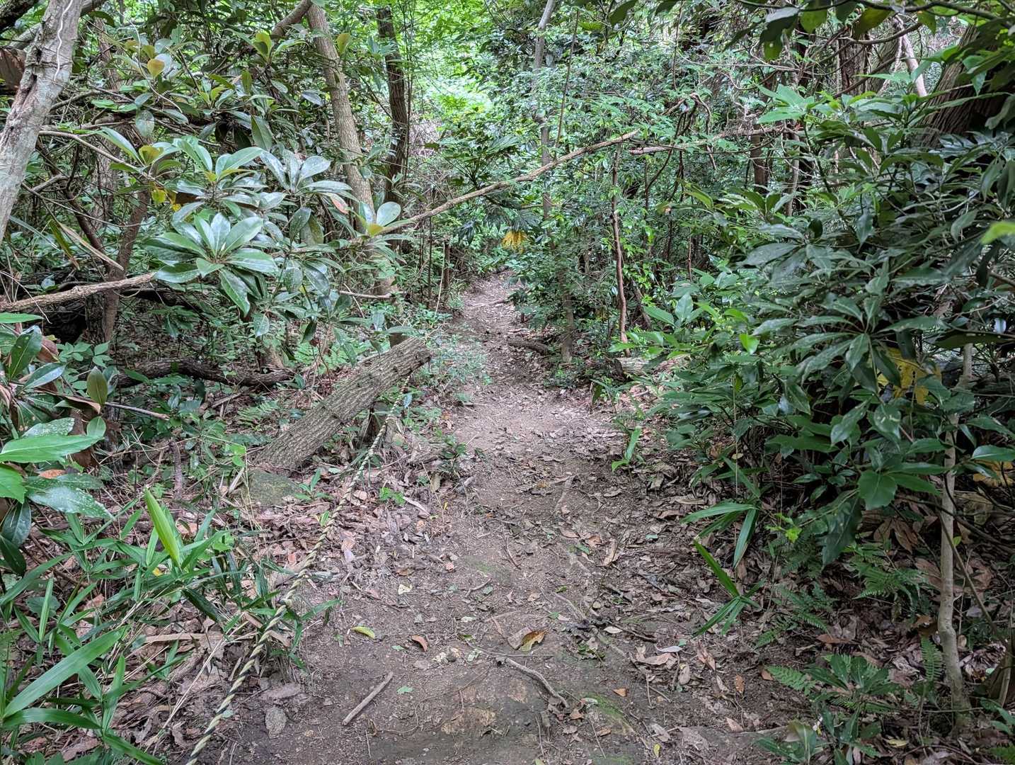 下山は激下り⤵️⤵️