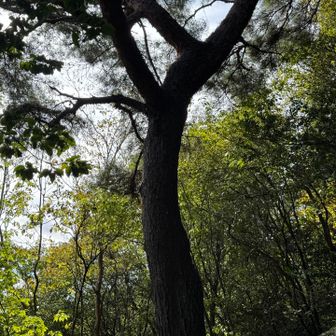 🌳