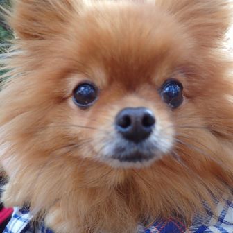 ワタチ🐶も食べたいという顔