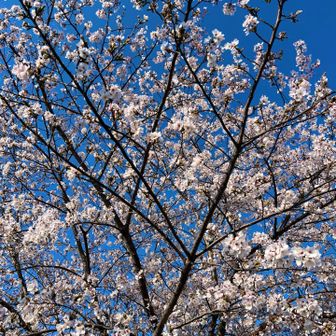 🅿️には、🌸がとても
綺麗に咲いてました。