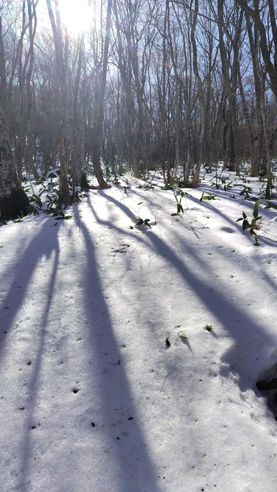 陽が当たって雪が溶けていきます。気温が高くて暑いので長袖Tシャツ1枚で歩きます