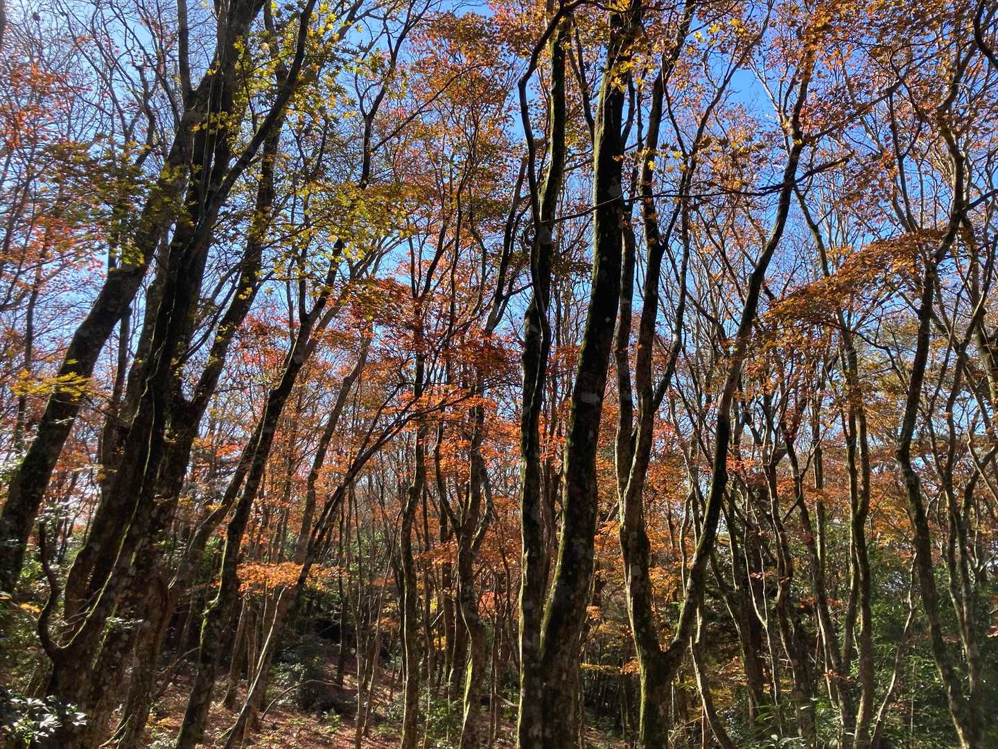 今年はオレンジ色が多い？