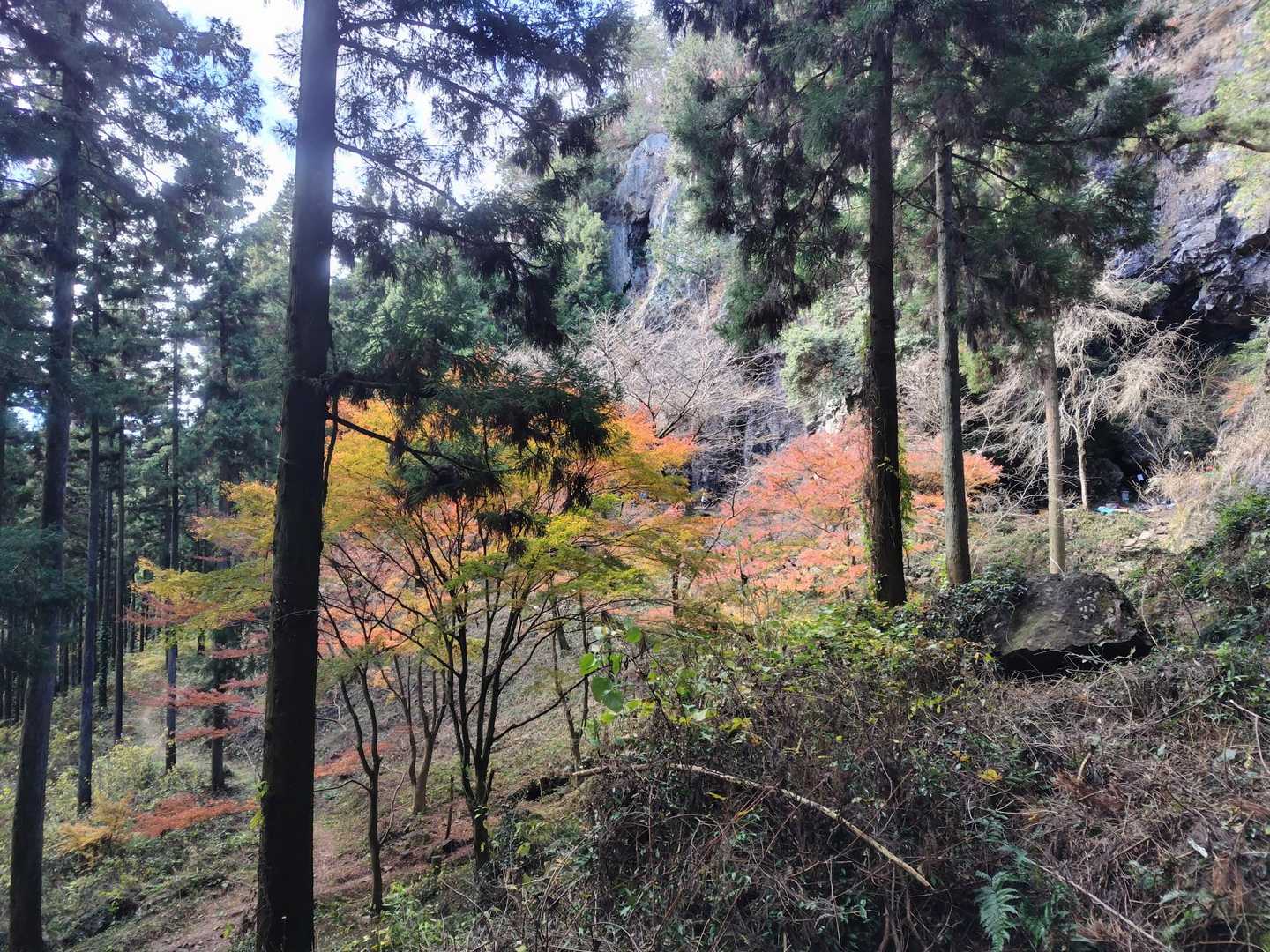 紅葉🍁