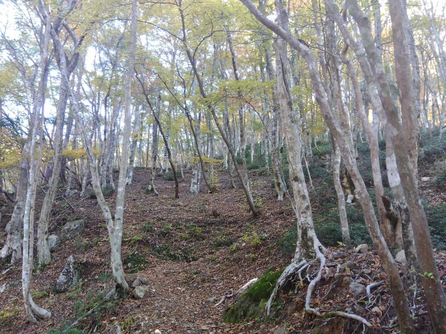 明るいブナ林が素敵で