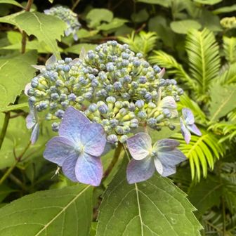 紫陽花があちこちありました