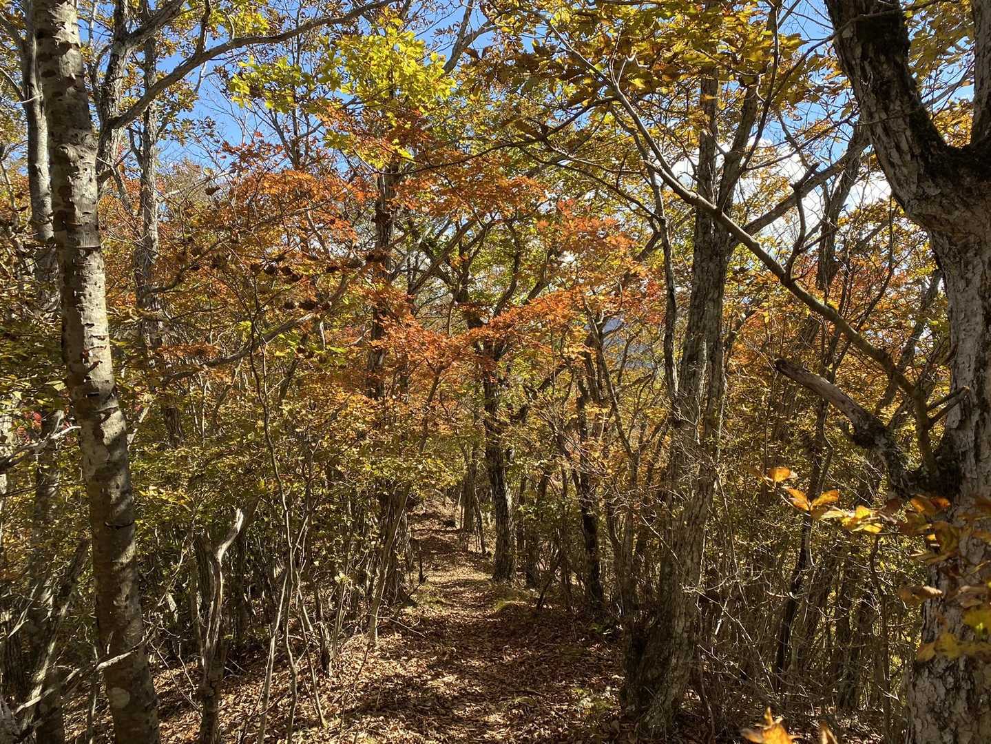 紅葉ロード歩いてるとテンション上がりますよ！
木が高すぎないのもいい！