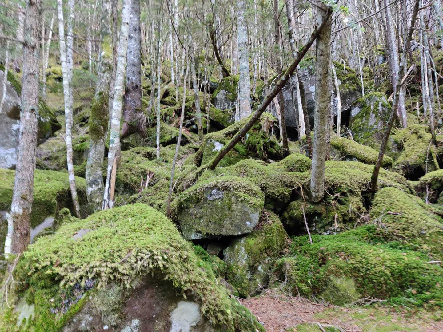 苔がいい感じです