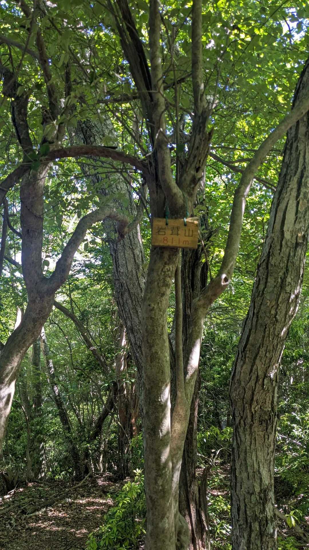 薬師峠-岩茸山-桟敷ヶ岳 往復コースの写真