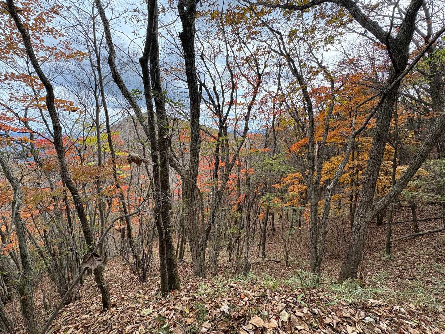 まだ紅葉🍁