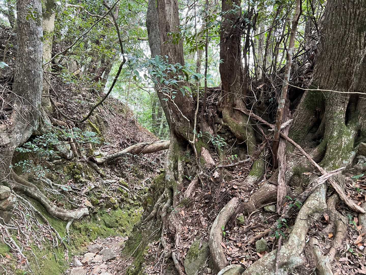 いい山道です。