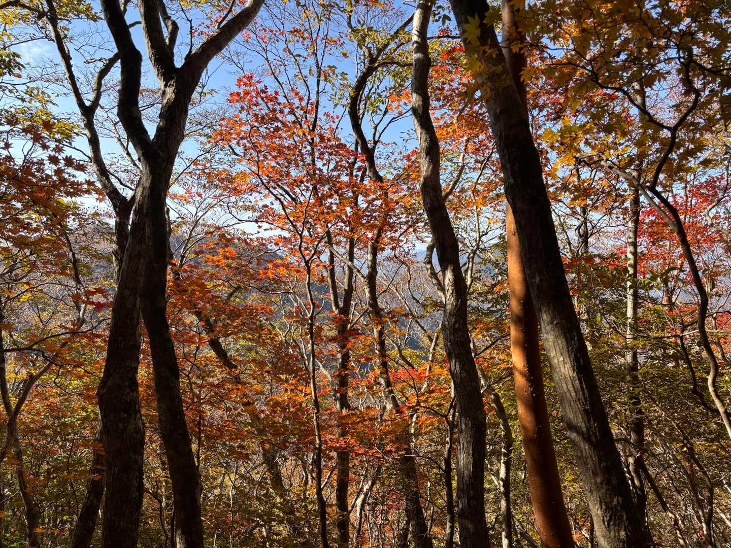 下りました🍂
