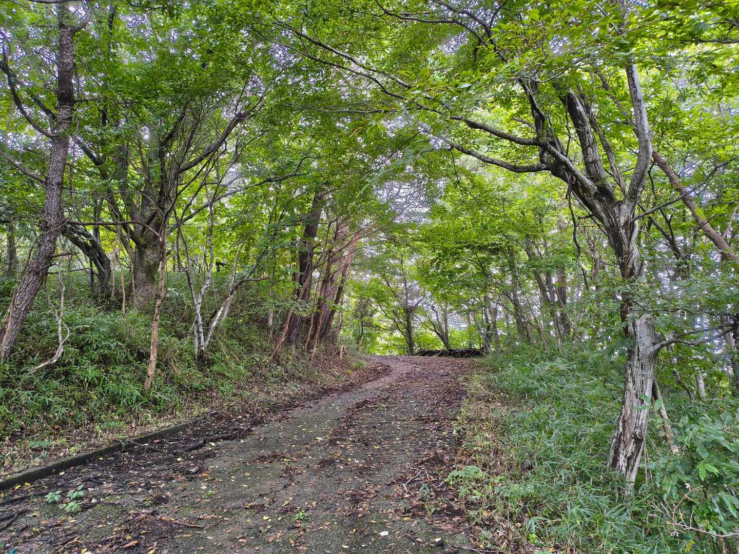 蒸しますが気持ちの良い道🎶