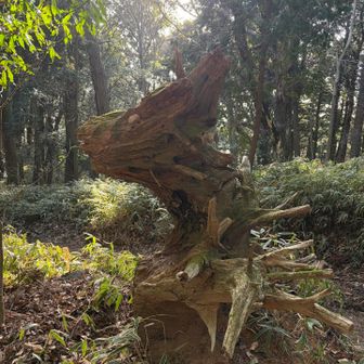 龍の顔のよう。
午なのかな？