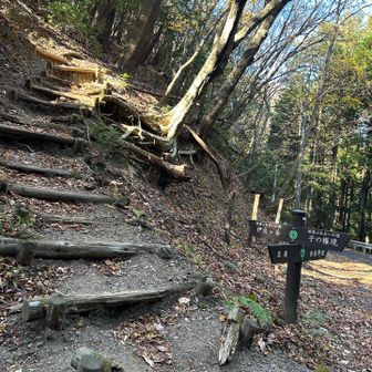 ここから急になったような気がする